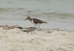 P1190925 Common Sandpiper